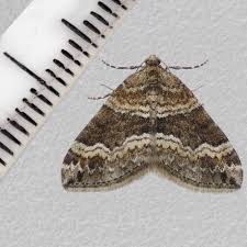 Attēlu rezultāti vaicājumam “Perizoma bifaciata”