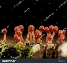 Attēlu rezultāti vaicājumam “Hemitrichia calyculata young”