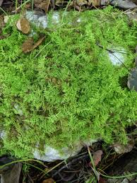 Attēlu rezultāti vaicājumam “Thuidium delicatulum”