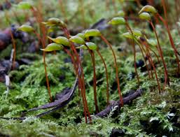 Attēlu rezultāti vaicājumam “Oxyrrhynchium hians var. rigidum”