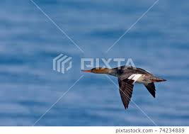 Attēlu rezultāti vaicājumam “Mergus serrator female”