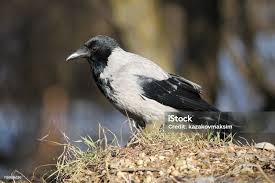 Attēlu rezultāti vaicājumam “Corvus cornix adult”