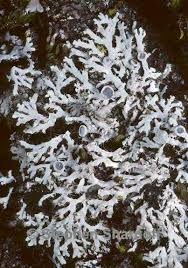 Attēlu rezultāti vaicājumam “Physcia tenella”