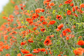 Attēlu rezultāti vaicājumam “Papaver”