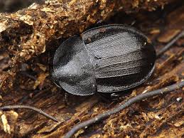 Attēlu rezultāti vaicājumam “Phosphuga atrata”