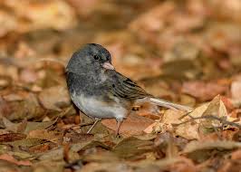 Image result for Junco hyemalis