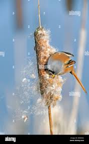 Attēlu rezultāti vaicājumam “Panurus biarmicus male”