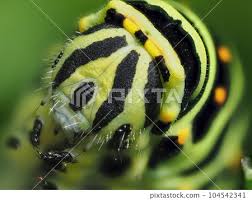 Attēlu rezultāti vaicājumam “Papilio machaon larva”