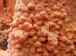 Attēlu rezultāti vaicājumam “Rhodonia placenta”