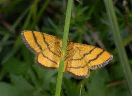 Attēlu rezultāti vaicājumam “Idaea serpentata”