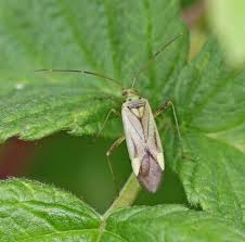 Attēlu rezultāti vaicājumam “Adelphocoris quadripunctatus imago”