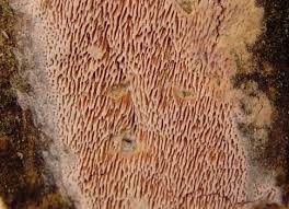 Attēlu rezultāti vaicājumam “Ceriporia purpurea”