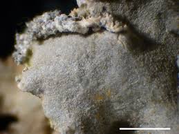 Attēlu rezultāti vaicājumam “Crustoderma dryinum”