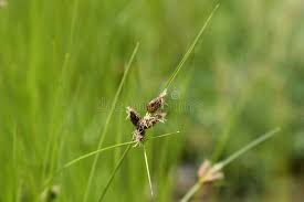 Attēlu rezultāti vaicājumam “Bolboschoenus maritimus flower”