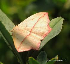 Attēlu rezultāti vaicājumam “Timandra comae”