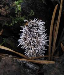 Attēlu rezultāti vaicājumam “Tilachlidium brachiatum”