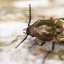 Attēlu rezultāti vaicājumam “Ctenicera pectinicornis male”