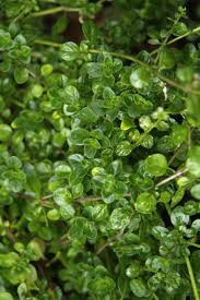 Attēlu rezultāti vaicājumam “Thymus pulegioides leaf”