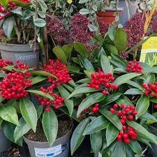 Attēlu rezultāti vaicājumam “Jamesoniella autumnalis”