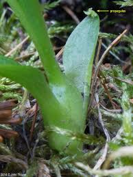Attēlu rezultāti vaicājumam “Hammarbya paludosa leaf”