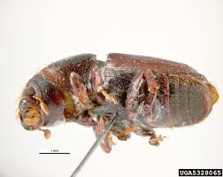 Attēlu rezultāti vaicājumam “Scolytus ratzeburgi”