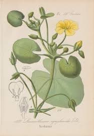 Image result for Seekanne