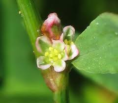 Attēlu rezultāti vaicājumam “Polygonum aviculare flower”