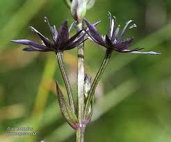 Attēlu rezultāti vaicājumam “Swertia perennis”