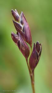 Attēlu rezultāti vaicājumam “Danthonia decumbens”