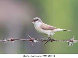 Attēlu rezultāti vaicājumam “Sylvia curruca adult”