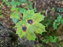 Attēlu rezultāti vaicājumam “Rhytisma acerinum”