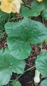 Attēlu rezultāti vaicājumam “Cucurbita pepo leaf”