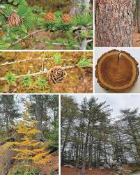 Attēlu rezultāti vaicājumam “Larix kaempferi female flower”