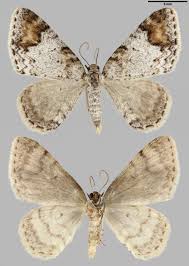 Attēlu rezultāti vaicājumam “Venusia blomeri”