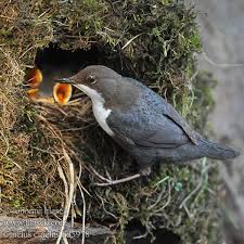 Attēlu rezultāti vaicājumam “Cinclus cinclus”