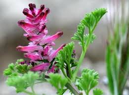 Attēlu rezultāti vaicājumam “Fumaria officinalis”