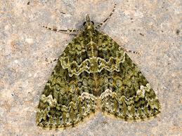 Attēlu rezultāti vaicājumam “Chloroclysta siterata”