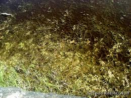 Attēlu rezultāti vaicājumam “Stuckenia pectinata”