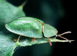 Attēlu rezultāti vaicājumam “Cassida”