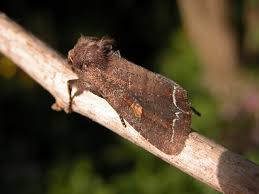 Attēlu rezultāti vaicājumam “Lacanobia oleracea”