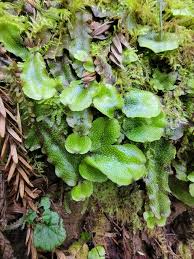 Attēlu rezultāti vaicājumam “Conocephalum”