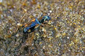 Attēlu rezultāti vaicājumam “Bembidion quadrimaculatum”