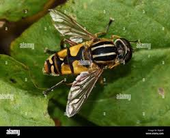 Attēlu rezultāti vaicājumam “Helophilus pendulus”