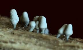 Attēlu rezultāti vaicājumam “Physarum viride stalked”