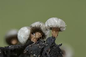 Attēlu rezultāti vaicājumam “Diderma umbilicatum macro”