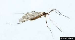 Attēlu rezultāti vaicājumam “Tipulidae”