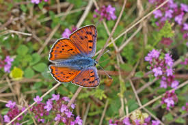 Attēlu rezultāti vaicājumam “Lycaena alciphron underside”