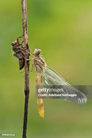 Attēlu rezultāti vaicājumam “exuvia”