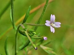 Attēlu rezultāti vaicājumam “Epilobium palustre flower”