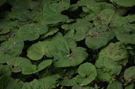 Image result for Petasites officinalis